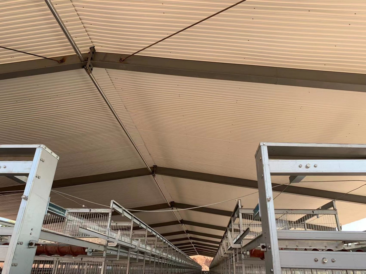 Chicken Farm Picture